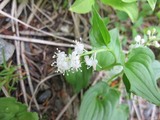 blog花2