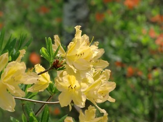 blogCIMG3151