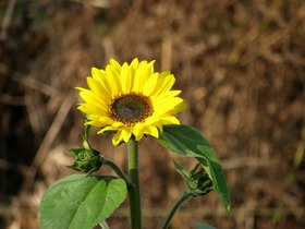 blogIMGP1228