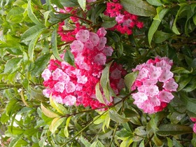DSCN7619