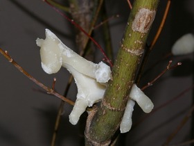 IMGP0624