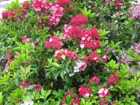blog IMG_1891