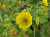 blogIMG_4535(ミヤマキンバイ)