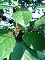 20080701165830