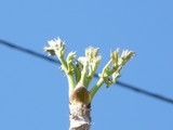 たらの芽