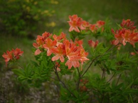 P1100499