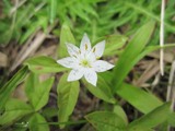 blog花