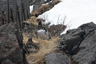中央不動雷鳥つがい1