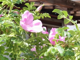blogRIMG0049
