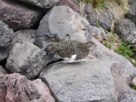 P1110431