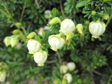 blogIMG_3957(アオノツガザクラ)