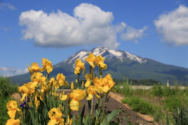 5:26花菖蒲と岩木山