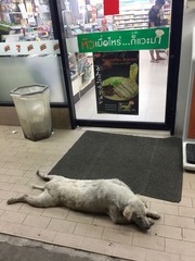 7-11とんこつラーメン170116l