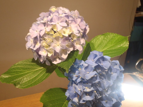 P6050596