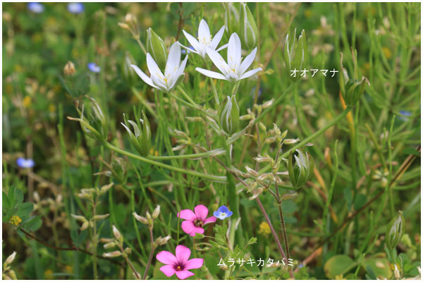 公園花2
