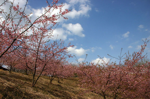 sakura4