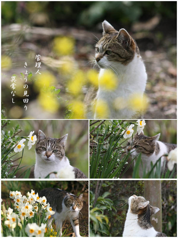 ミュウ4