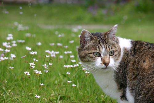 neko3