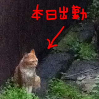 honjitu