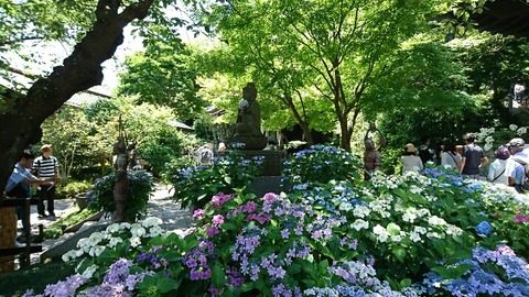 長谷寺の紫陽花