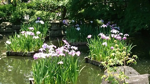 長谷寺の花菖蒲