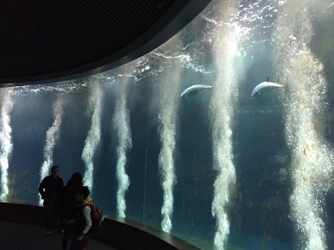 3匹だけ