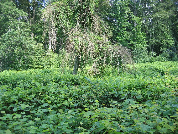 256c