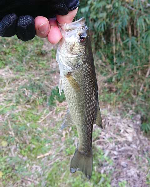 image171126_04