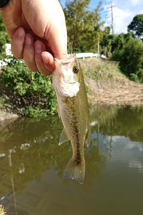 image171008_05