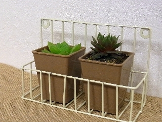 ゆみとままのおうち日記