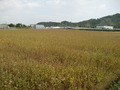 CIMG6707