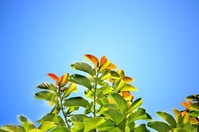 leaves-241701_640