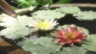 mp4_000444707