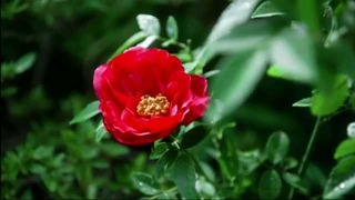mp4_002350730