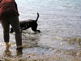saiko_dog