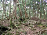 jyukai1