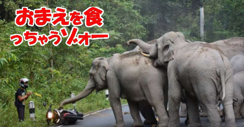 zoo