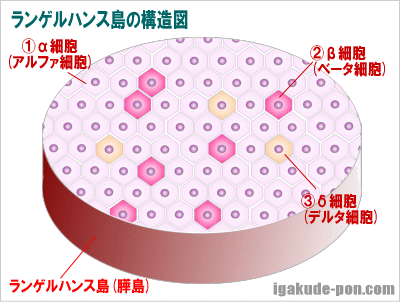 a-islets-of-langerhans1