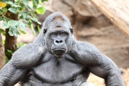 gorilla-muscle-vs-human-e1476069142820