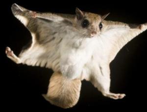 momonga-2