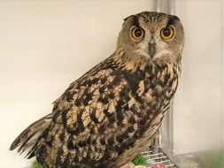 ふくろう☆彡 3571b1cd-s.jpg