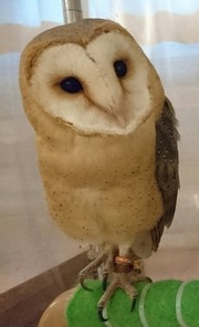 ぱせり