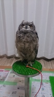 レア！アフリカワシミミズク 頭骨　※捕獲データ付 e2052cc3-s.jpg
