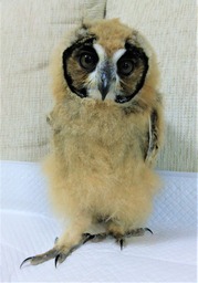 あのフクロウの雛の頃・・・☆彡 : フクロウのみせblog