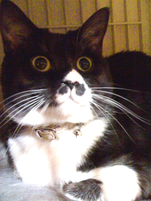 kazu