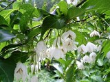 6月10日のエゴノキの花