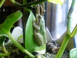 観葉植物の上のトモさん