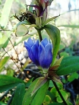リンドウ花