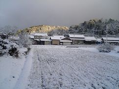 おやじの田んぼも雪化粧
