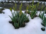 昨年3月26日の水仙